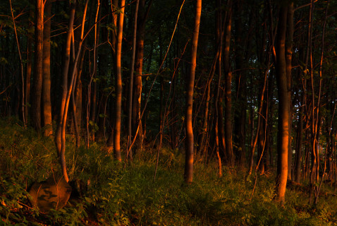 Wald auf dem Geisingberg im Abendlicht
