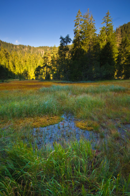 Feldseemoor