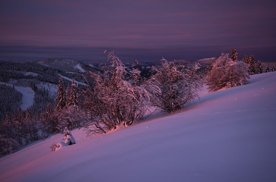 Vom Morgenrot angeleuchtete Winterlandschaft am Feldberg