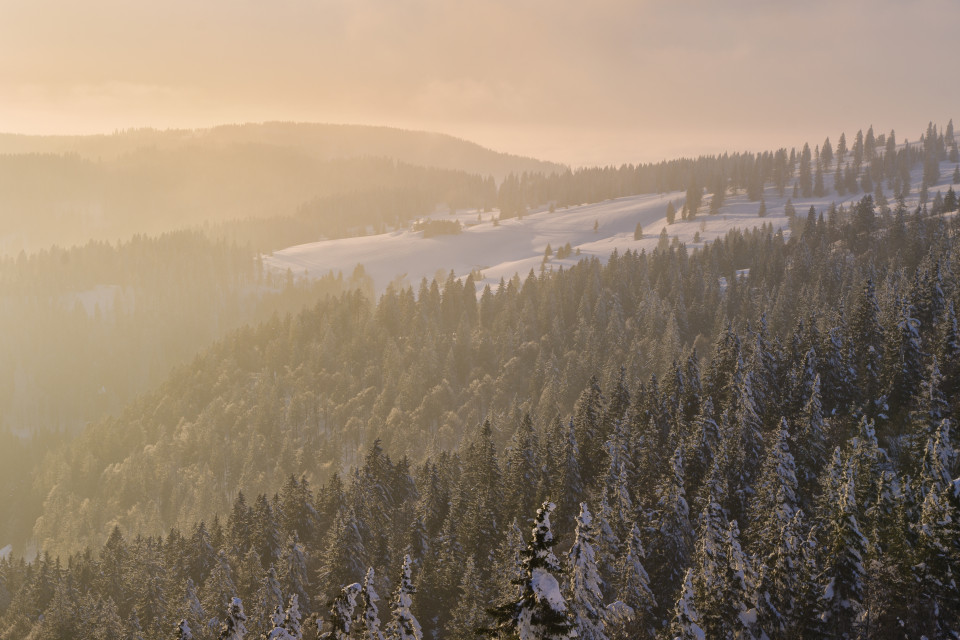 Winterlandschaft am Feldberg