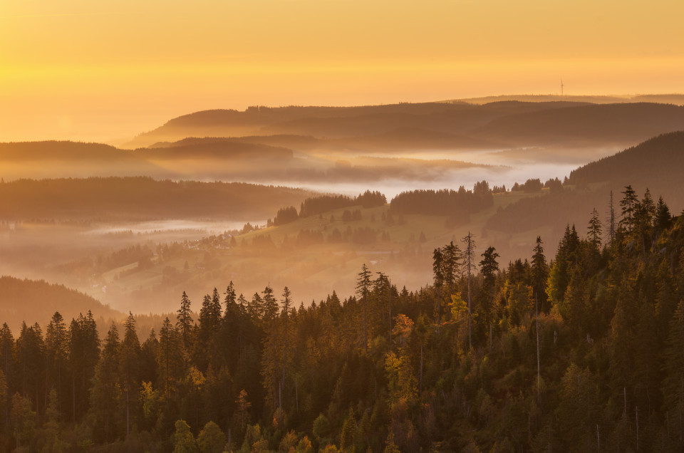 Morgenstimmung mit Nebel im Hochschwarzwald