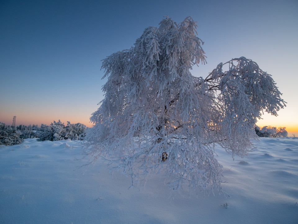 Baum im Winter auf der Hornisgrinde
