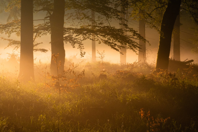 Frühnebel und Morgenlicht im Wald