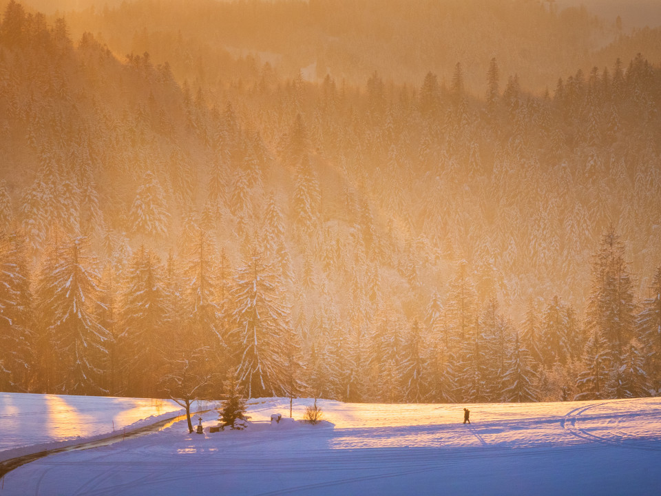 Abendsonne über dem Winterwald