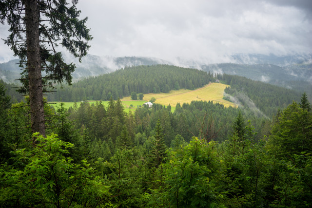 Schweizerwald, Aussicht nach Osten
