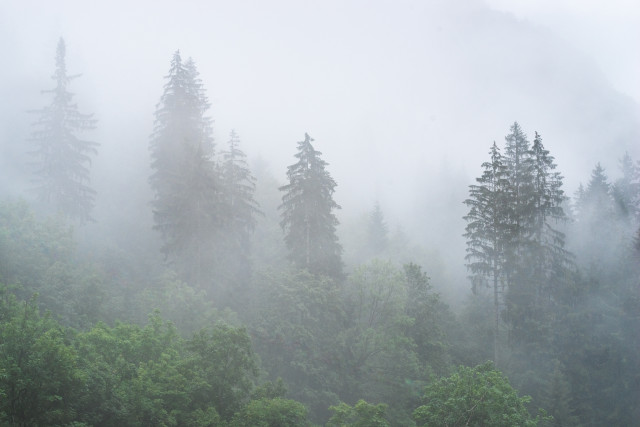 Schwarzwaldlandschaft mit Nebelschwaden