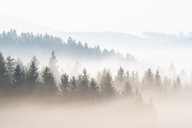 Wald über dem Nebel