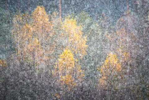 Erster Schneefall über dem Herbstwald