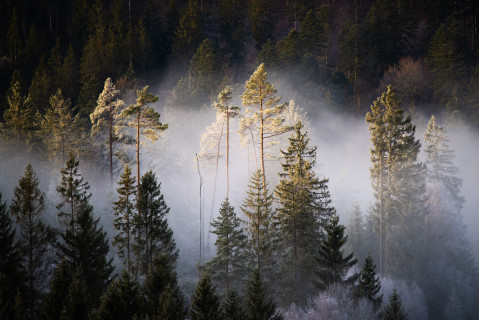 Wald im Spätherbst