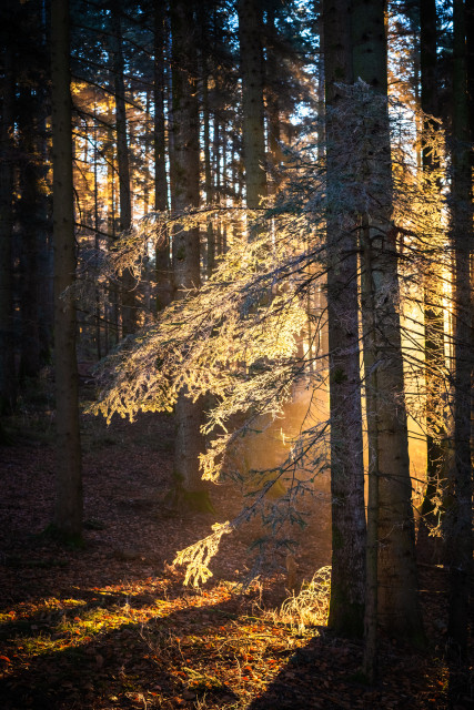 Morgenlicht im Wald