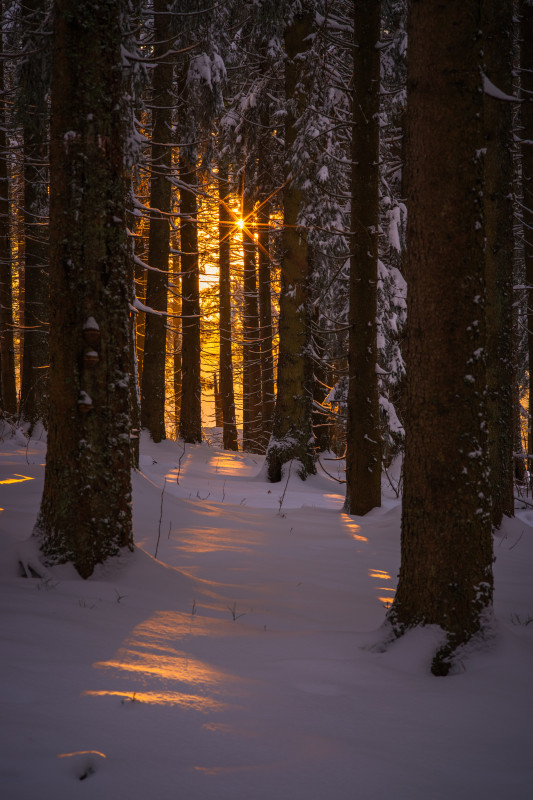 Abendlicht im Winterwald