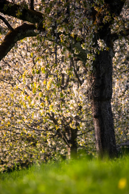 Kirschblüte, Berghauser Matten