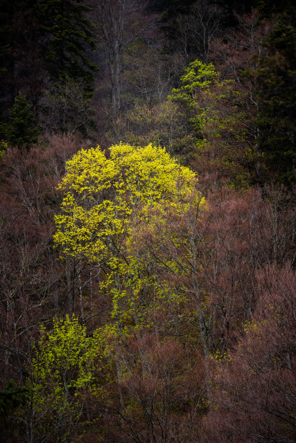 Walddetail im Zastlertal