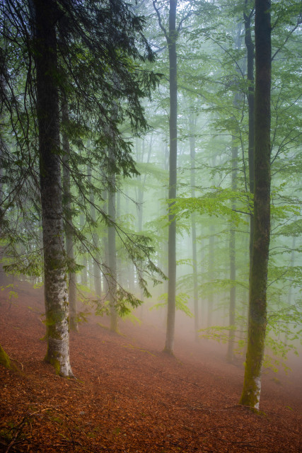 Frühlingswald im Nebel