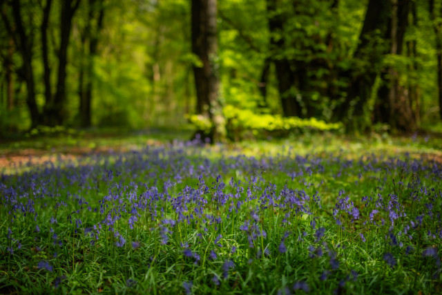 Bluebells