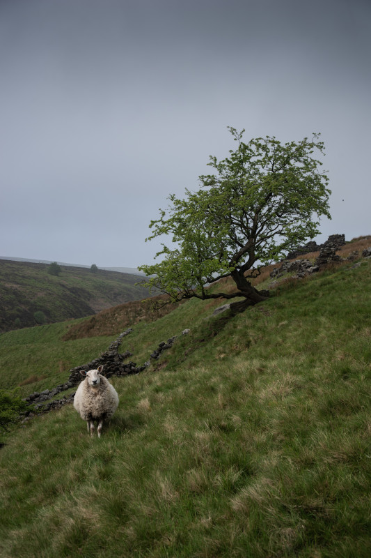 Landschaft bei Haworth