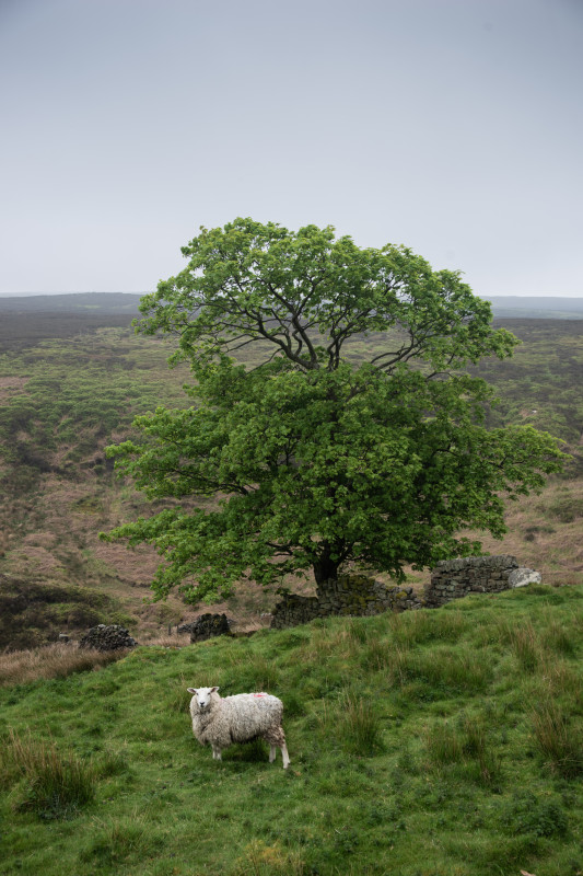 Landschaft bei Haworth