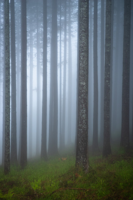 Nebelwald