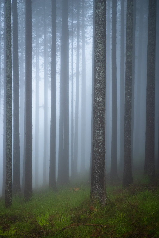 Nebelwald