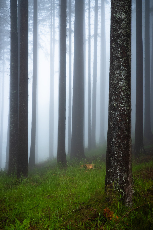 Nebelwald