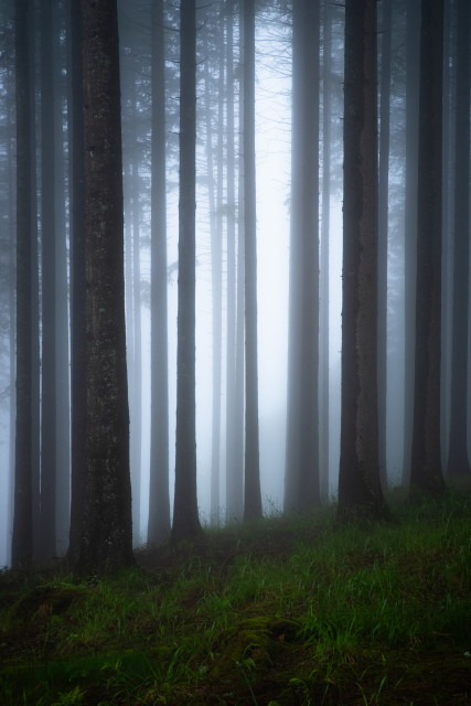 Nebelwald