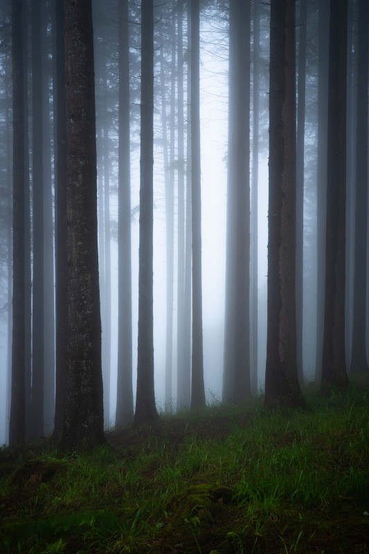 Nebelwald
