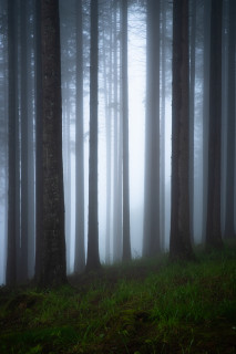 Nebelwald
