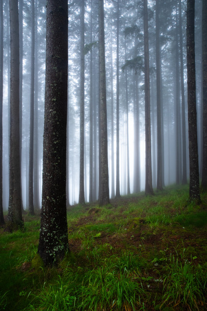Nebelwald