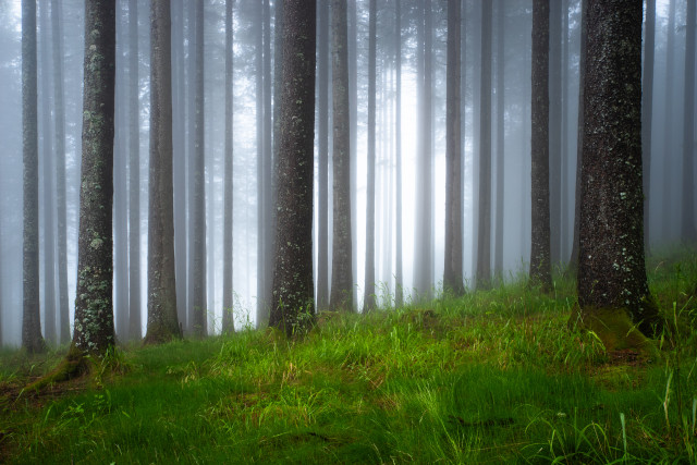 Nebelwald