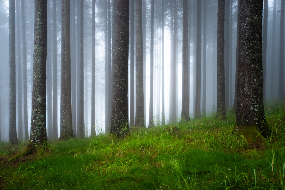 Nebelwald
