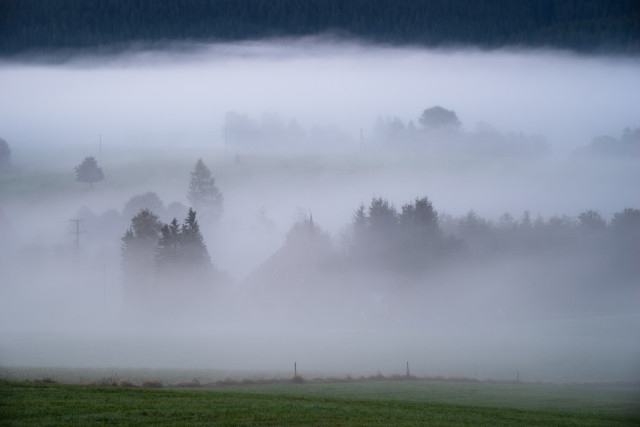 Morgendliche Nebelstimmung bei Hinterzarten