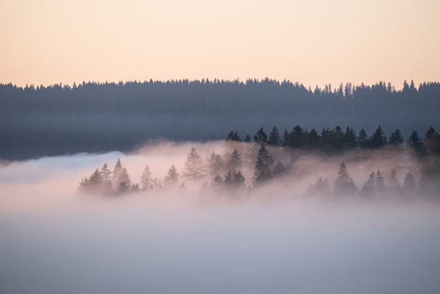 Morgendliche Nebelstimmung bei Hinterzarten