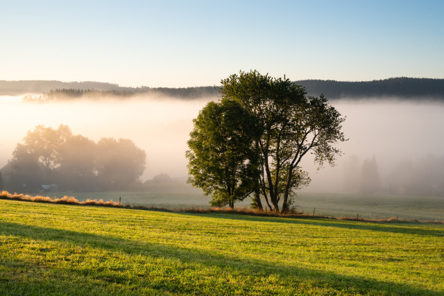 Morgendliche Nebelstimmung bei Hinterzarten