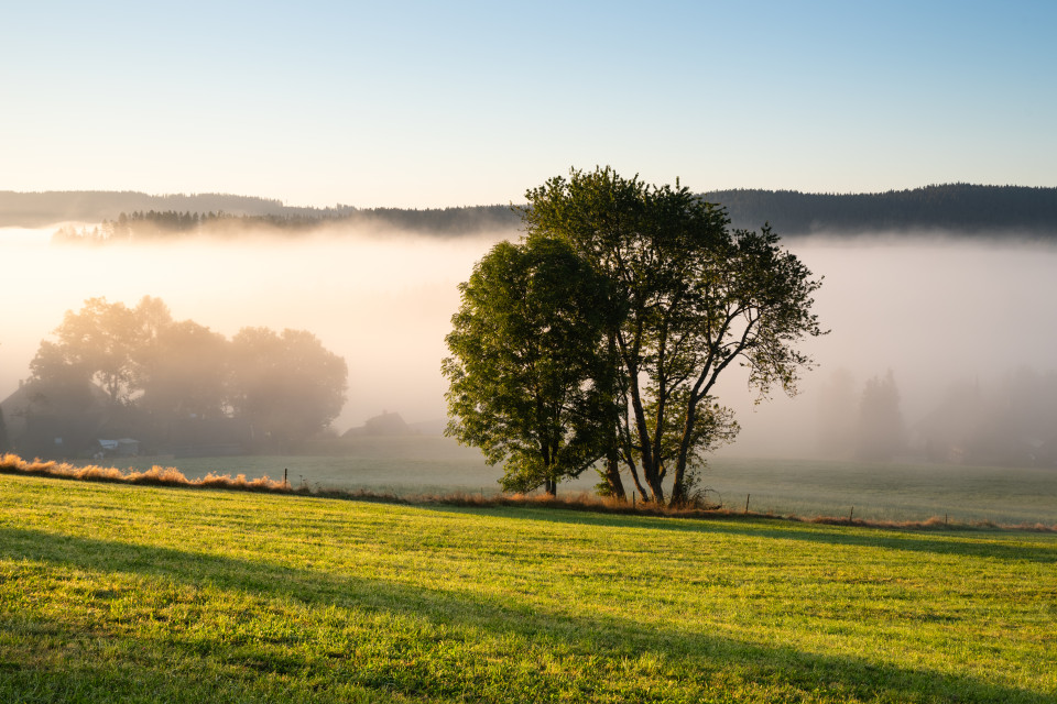 Morgendliche Nebelstimmung bei Hinterzarten