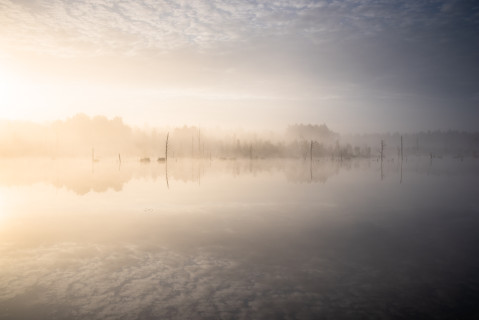 Morgenstimmung im Schwenninger Moos