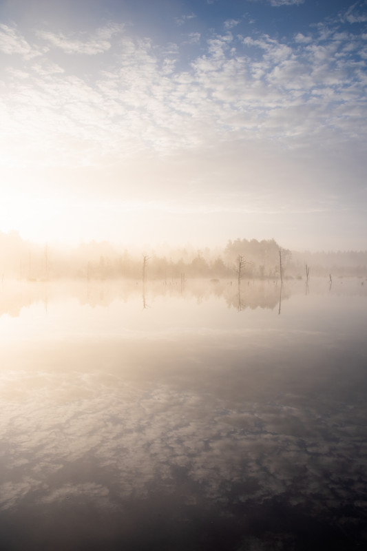 Morgenstimmung im Schwenninger Moos