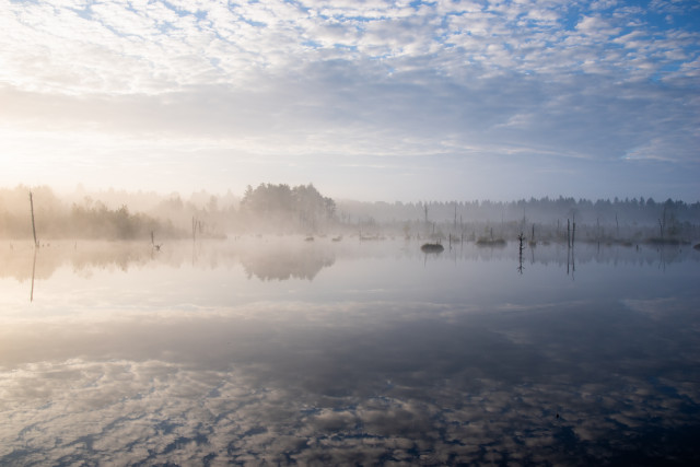 Morgenstimmung im Schwenninger Moos