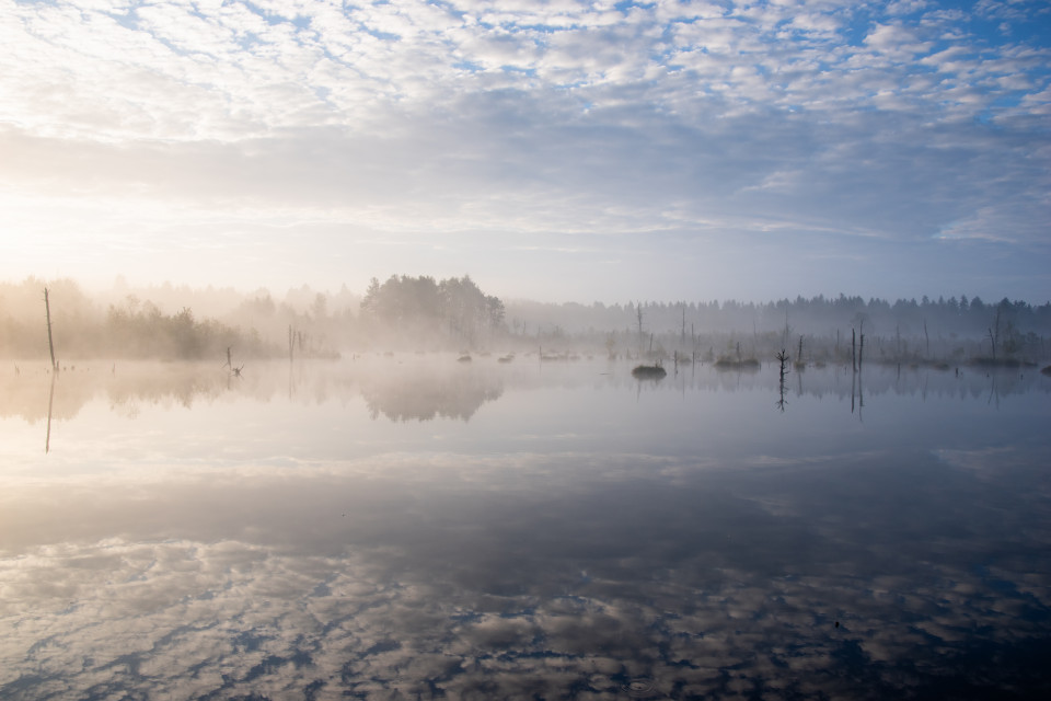 Morgenstimmung im Schwenninger Moos