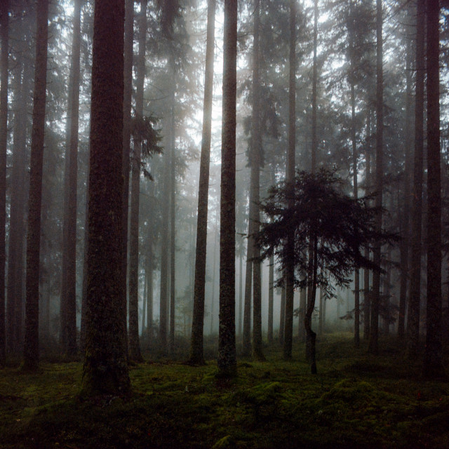 Nebelwald bei Hinterzarten