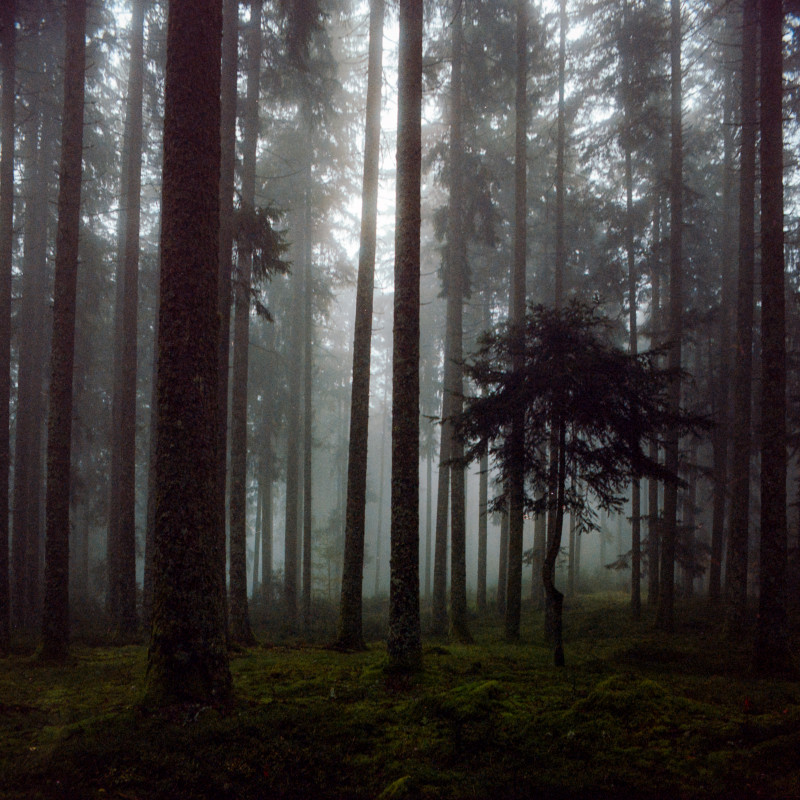 Nebelwald bei Hinterzarten