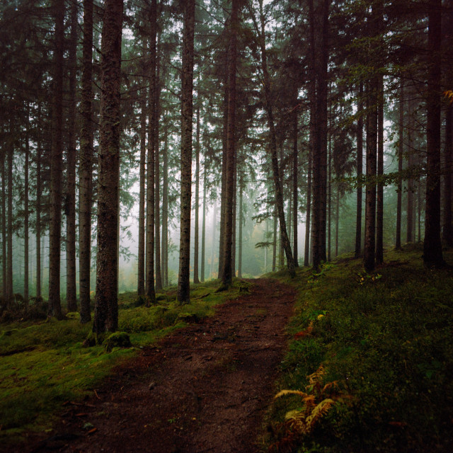 Nebelwald bei Hinterzarten