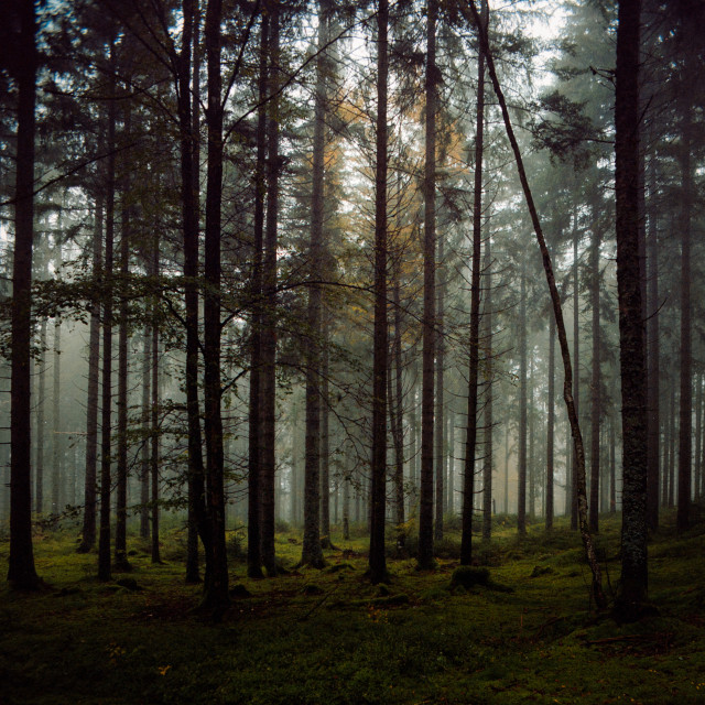 Nebelwald bei Hinterzarten