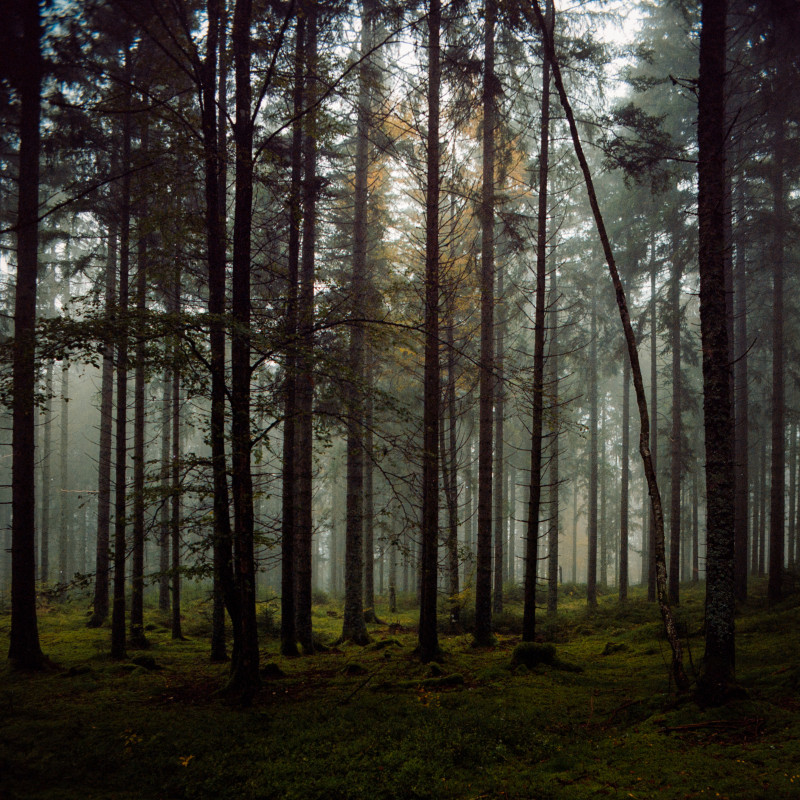 Nebelwald bei Hinterzarten