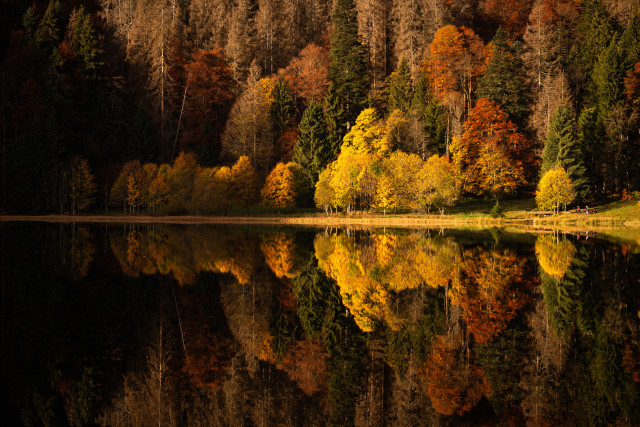 Herbst am Feldsee