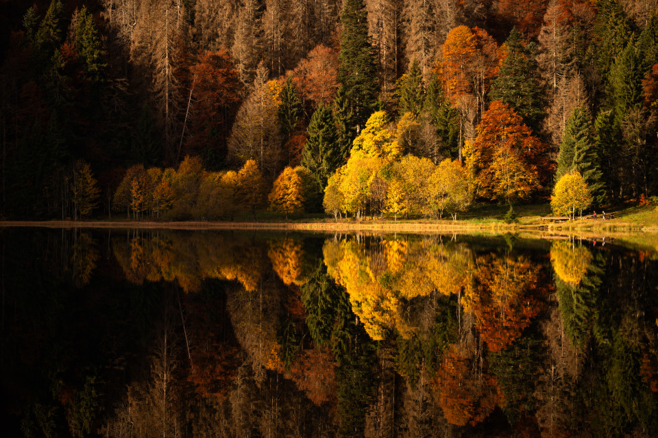 Herbst am Feldsee