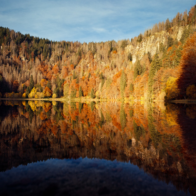 Herbst am Feldsee