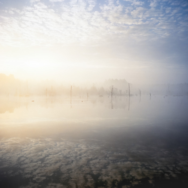 Morgenstimmung im Schwenninger Moos
