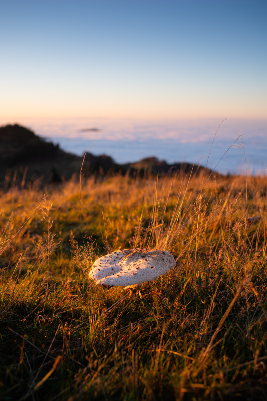 Parasolpilz mit Blick übers Nebelmeer