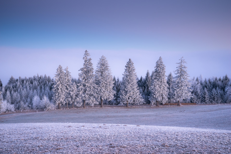Morgendämmerung an der Nebelgrenze