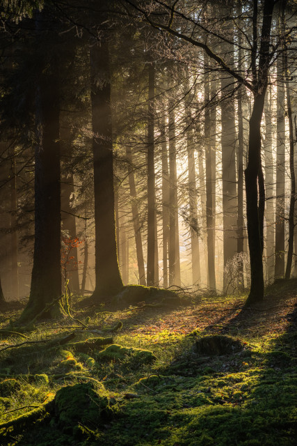 Lichteinfall im Wald